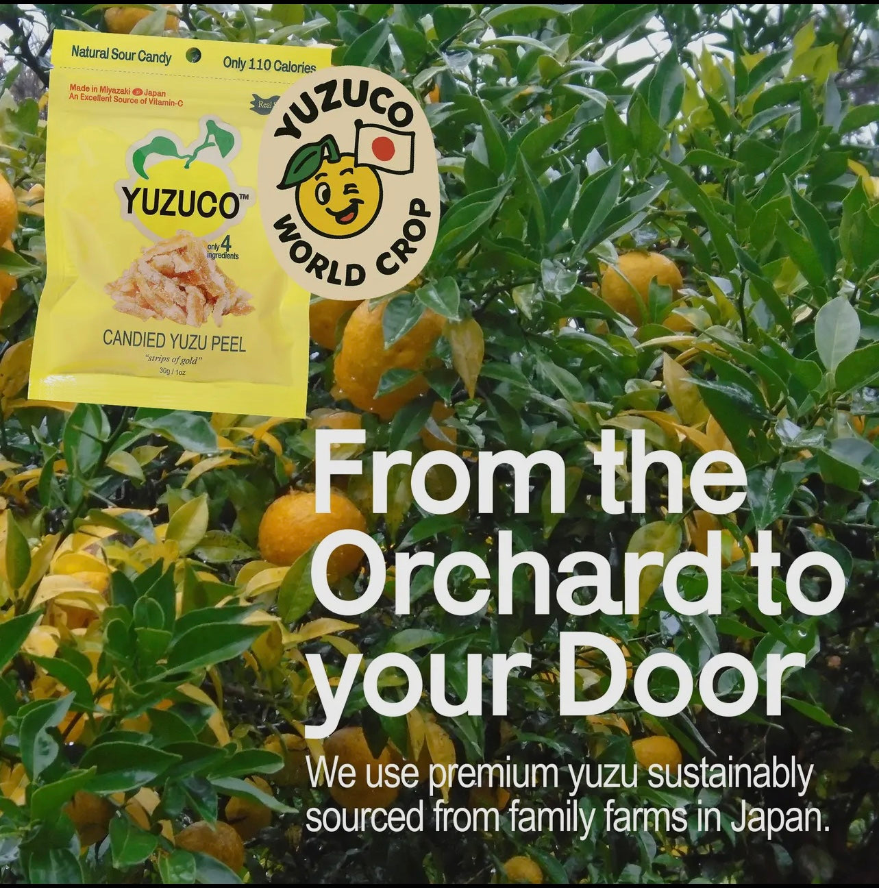 Yuzuco | Candied Yuzu Peel