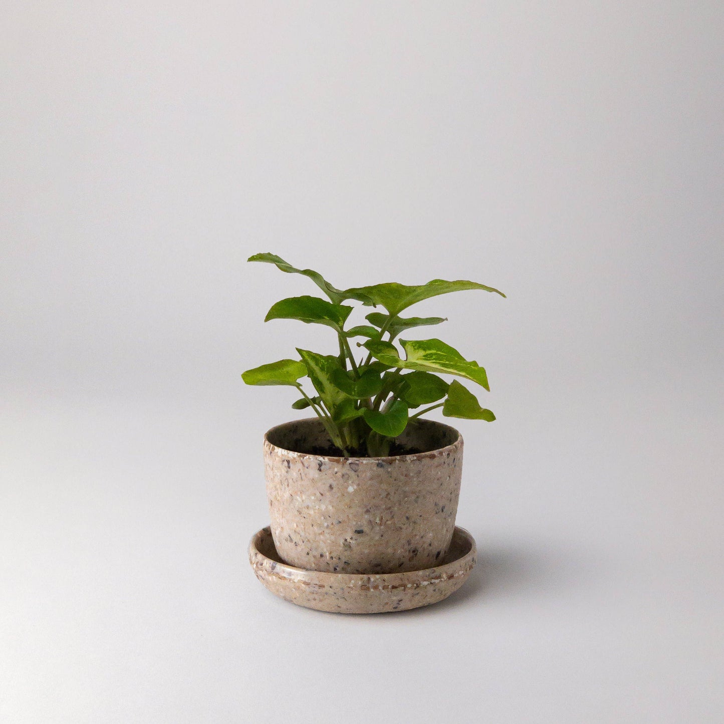 Kanso Designs | Coffee Bean Husk Mini Planter